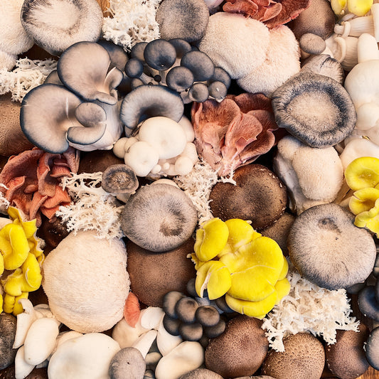 What is an Adaptogen?